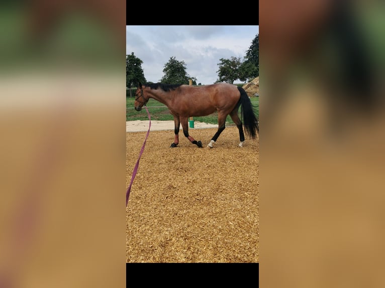 American Quarter Horse Wałach 6 lat 155 cm Gniadodereszowata in Giengen an der Brenz