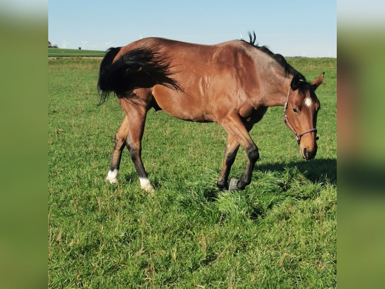 American Quarter Horse Wałach 6 lat 155 cm Gniadodereszowata in Giengen an der Brenz
