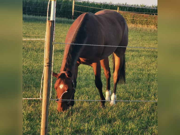 American Quarter Horse Wałach 6 lat 155 cm Gniadodereszowata in Giengen an der Brenz