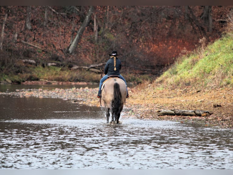 American Quarter Horse Wałach 6 lat 155 cm Grullo in Clarion
