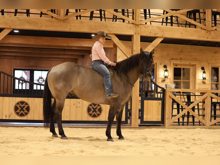 American Quarter Horse Wałach 6 lat 155 cm Grullo in Clarion