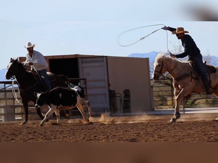 American Quarter Horse Wałach 6 lat 155 cm Izabelowata in Wickenburg