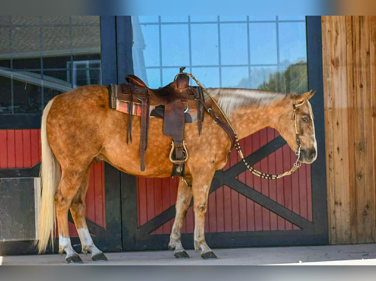 American Quarter Horse Wałach 6 lat 155 cm Izabelowata in Rebersburg