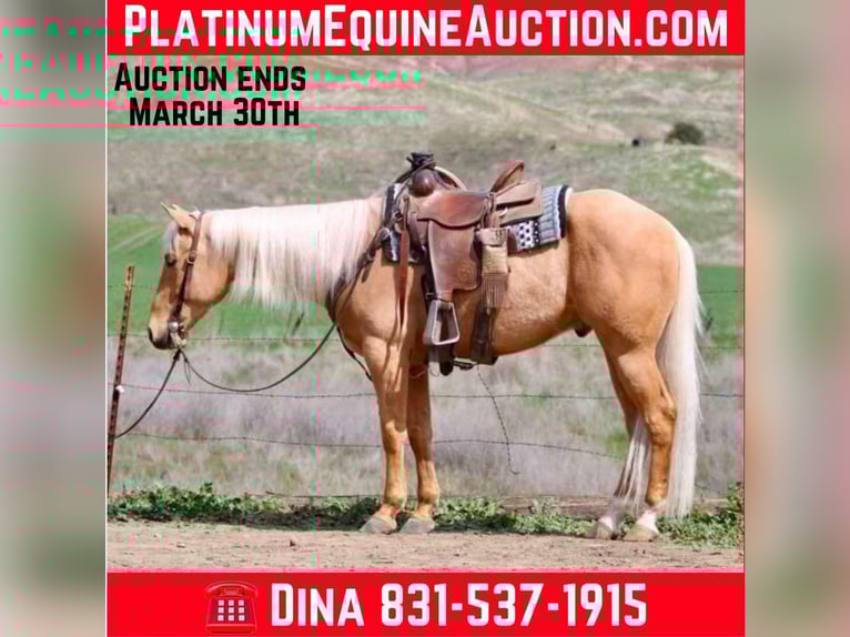 American Quarter Horse Wałach 6 lat 155 cm Izabelowata in Paicines CA