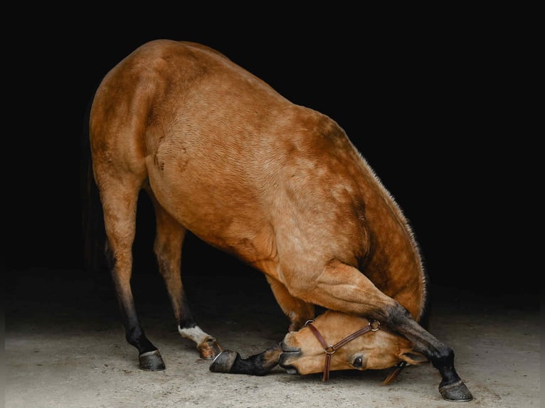 American Quarter Horse Wałach 6 lat 155 cm Jelenia in New Holland