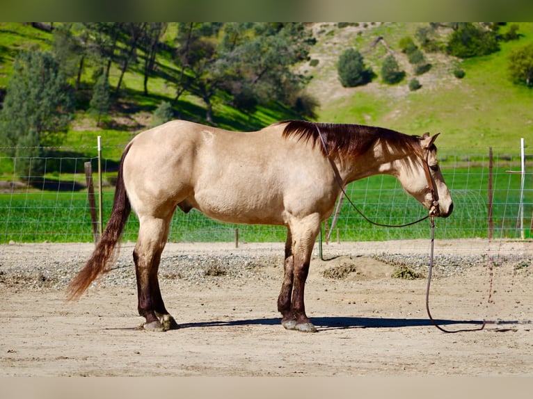 American Quarter Horse Wałach 6 lat 155 cm Jelenia in Tres Pinos