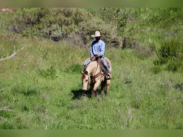 American Quarter Horse Wałach 6 lat 155 cm Jelenia in Tres Pinos