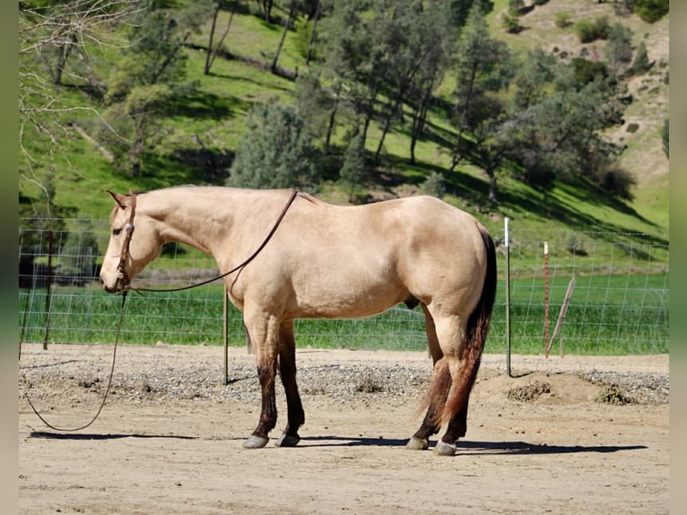 American Quarter Horse Wałach 6 lat 155 cm Jelenia in Tres Pinos