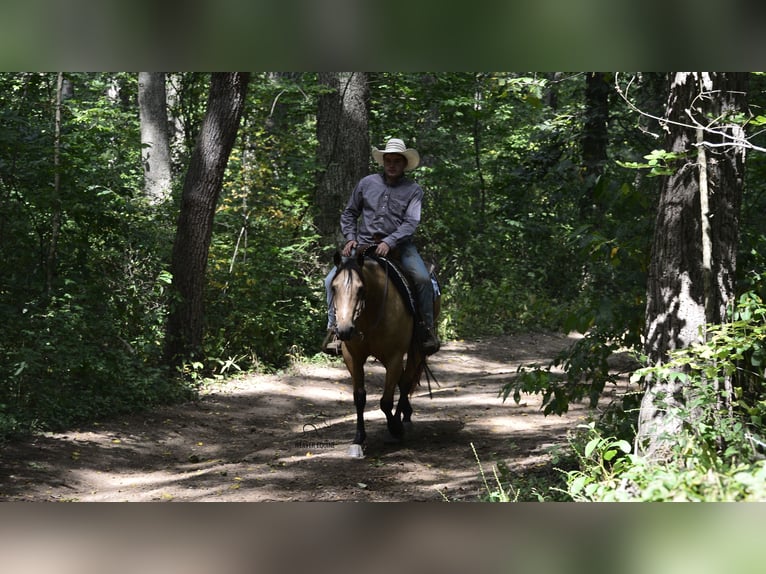 American Quarter Horse Wałach 6 lat 155 cm Jelenia in Fredericksburg