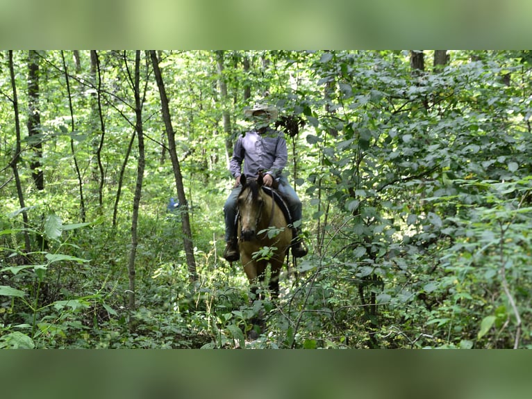 American Quarter Horse Wałach 6 lat 155 cm Jelenia in Fredericksburg