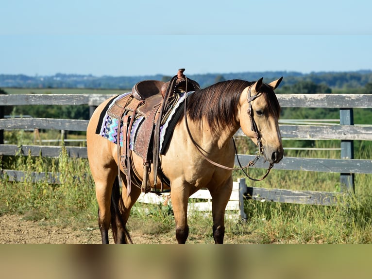 American Quarter Horse Wałach 6 lat 155 cm Jelenia in Fredericksburg