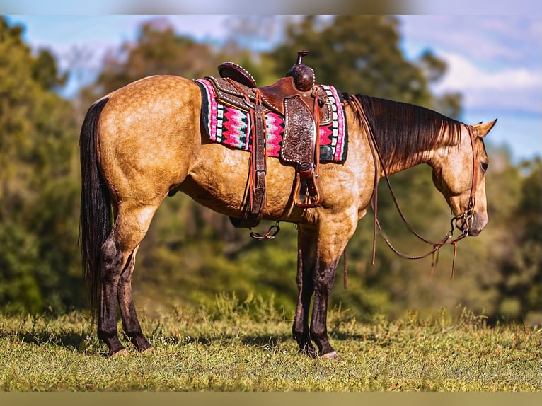 American Quarter Horse Wałach 6 lat 155 cm Jelenia in Lyles
