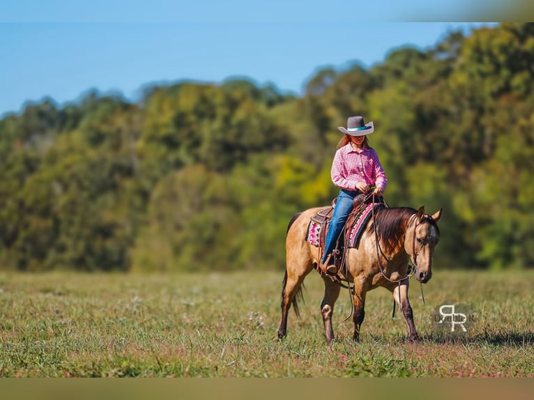 American Quarter Horse Wałach 6 lat 155 cm Jelenia in Lyles