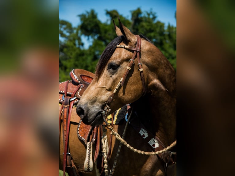 American Quarter Horse Wałach 6 lat 155 cm Jelenia in Morriston, FL