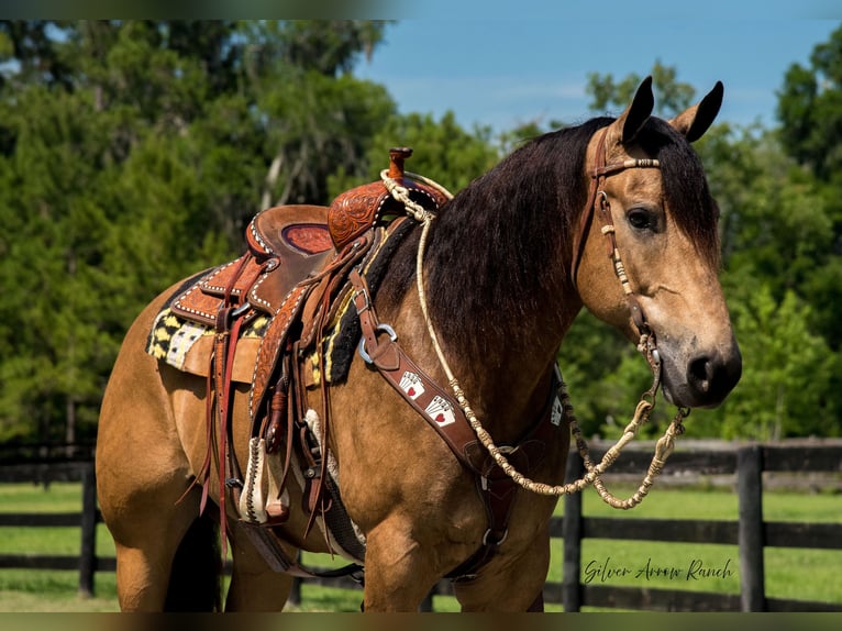 American Quarter Horse Wałach 6 lat 155 cm Jelenia in Morriston, FL