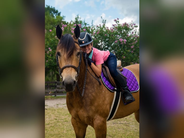 American Quarter Horse Wałach 6 lat 155 cm Jelenia in Morriston, FL