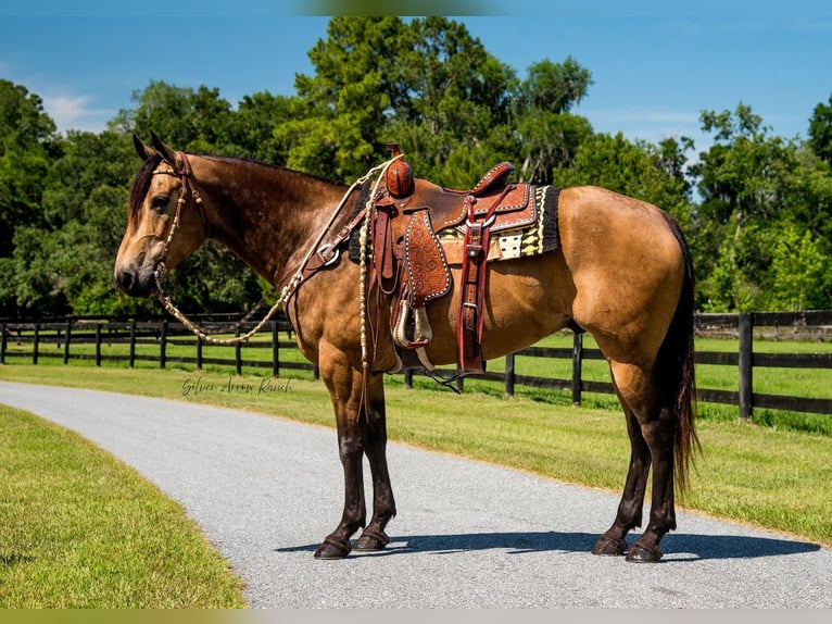 American Quarter Horse Wałach 6 lat 155 cm Jelenia in Morriston, FL