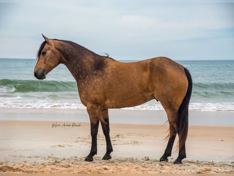 American Quarter Horse Wałach 6 lat 155 cm Jelenia in Morriston, FL