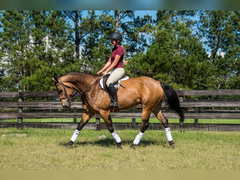 American Quarter Horse Wałach 6 lat 155 cm Jelenia in Morriston, FL