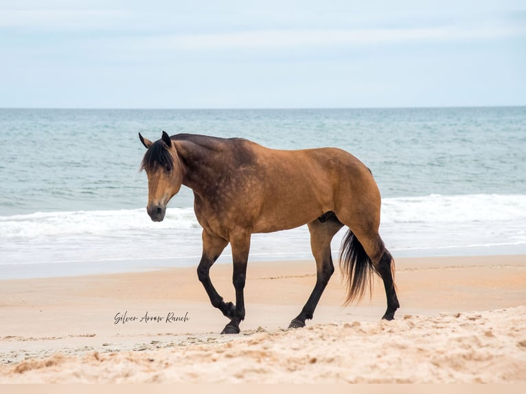 American Quarter Horse Wałach 6 lat 155 cm Jelenia in Morriston, FL