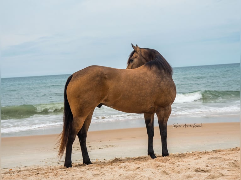 American Quarter Horse Wałach 6 lat 155 cm Jelenia in Morriston, FL