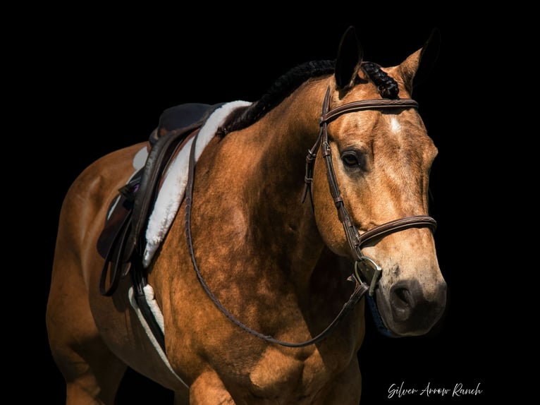 American Quarter Horse Wałach 6 lat 155 cm Jelenia in Morriston, FL