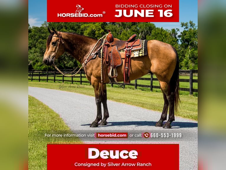 American Quarter Horse Wałach 6 lat 155 cm Jelenia in Morriston, FL
