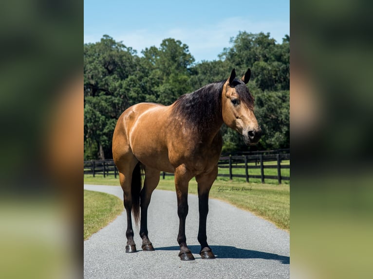 American Quarter Horse Wałach 6 lat 155 cm Jelenia in Morriston, FL