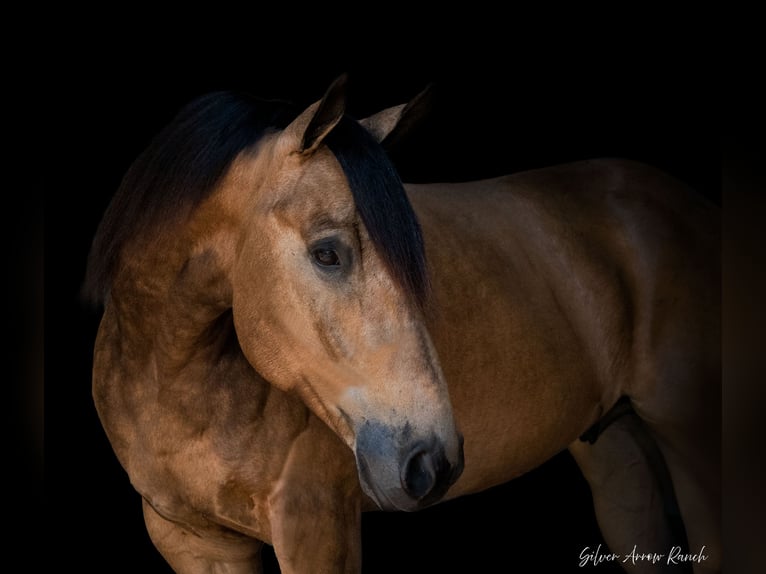 American Quarter Horse Wałach 6 lat 155 cm Jelenia in Morriston, FL