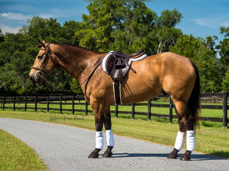 American Quarter Horse Wałach 6 lat 155 cm Jelenia in Morriston, FL