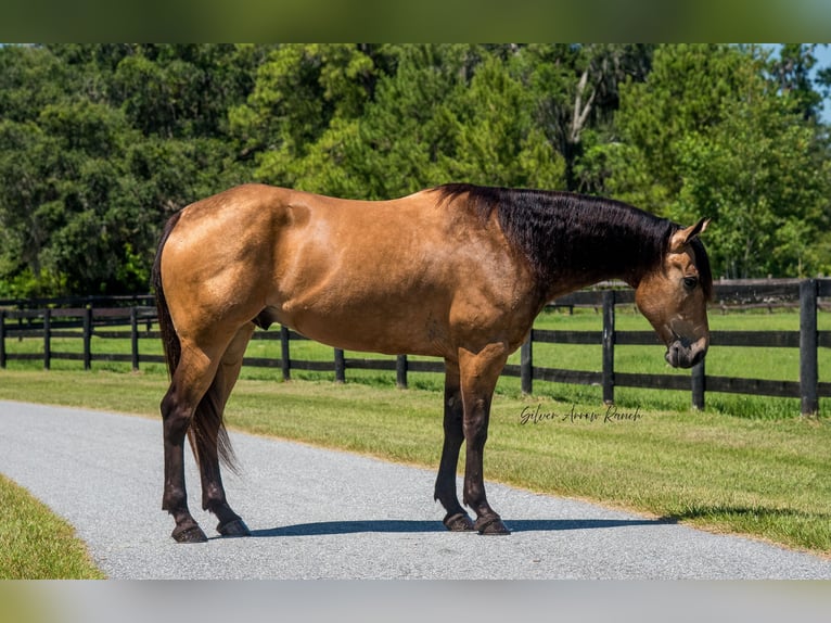 American Quarter Horse Wałach 6 lat 155 cm Jelenia in Morriston, FL