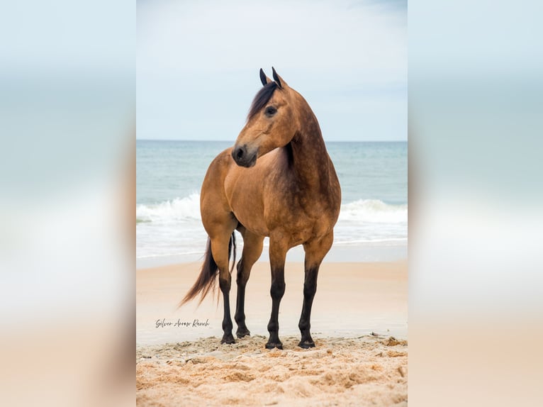American Quarter Horse Wałach 6 lat 155 cm Jelenia in Morriston, FL