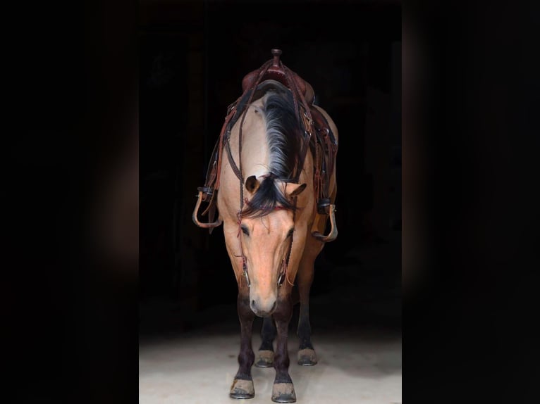 American Quarter Horse Wałach 6 lat 155 cm Jelenia in Howell, MI