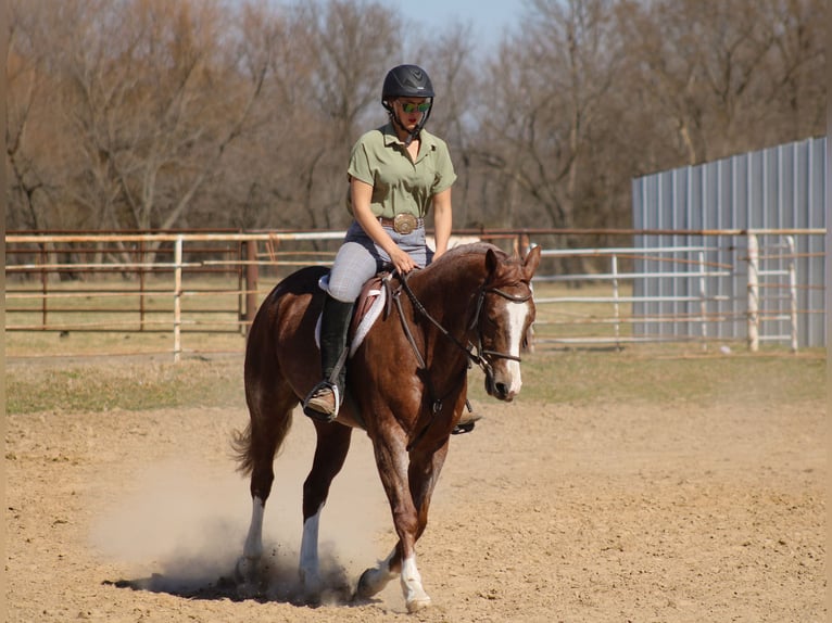 American Quarter Horse Wałach 6 lat 155 cm Kasztanowatodereszowata in Baxter Springs