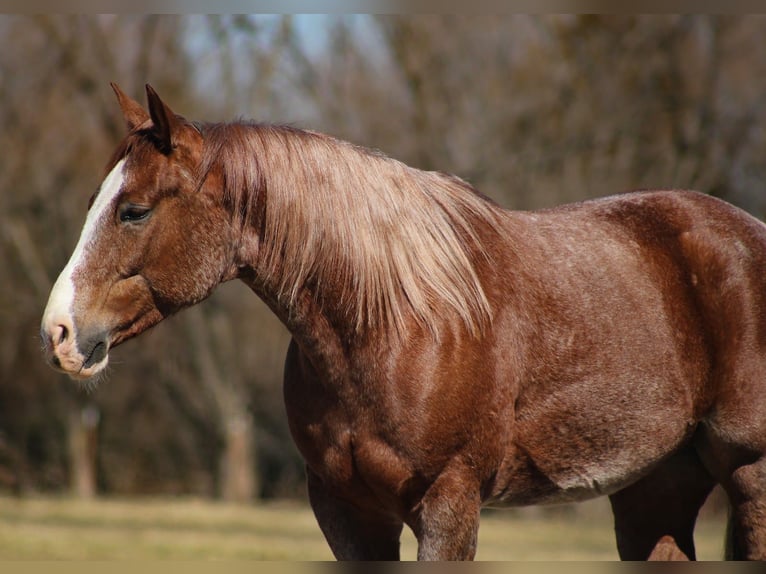 American Quarter Horse Wałach 6 lat 155 cm Kasztanowatodereszowata in Baxter Springs