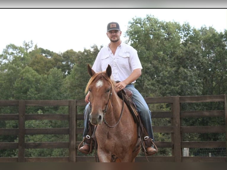 American Quarter Horse Wałach 6 lat 155 cm Kasztanowatodereszowata in Cherryville NC