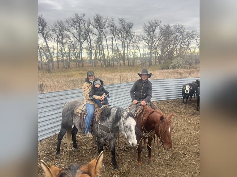 American Quarter Horse Wałach 6 lat 155 cm Siwa in Whitewood