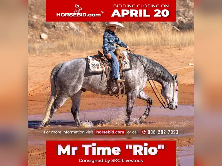 American Quarter Horse Wałach 6 lat 155 cm Siwa in Canyon