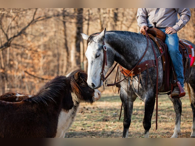 American Quarter Horse Wałach 6 lat 155 cm Siwa in Santa Fe