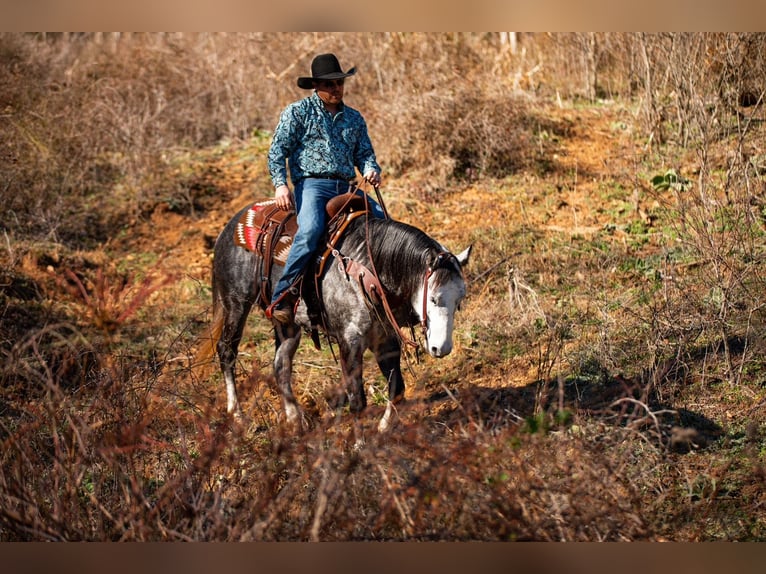 American Quarter Horse Wałach 6 lat 155 cm Siwa in Santa Fe
