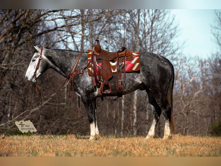 American Quarter Horse Wałach 6 lat 155 cm Siwa in Santa Fe