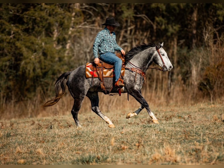 American Quarter Horse Wałach 6 lat 155 cm Siwa in Santa Fe