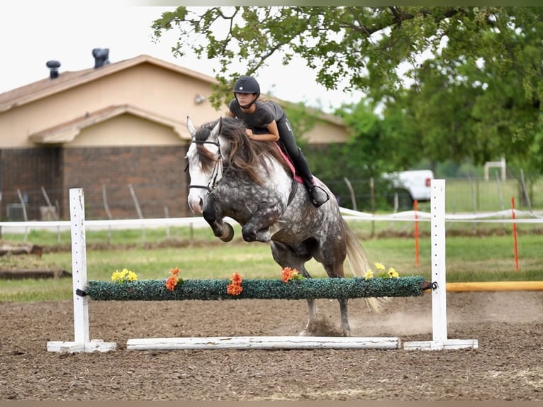 American Quarter Horse Mix Wałach 6 lat 155 cm Siwa in Terrell, TX