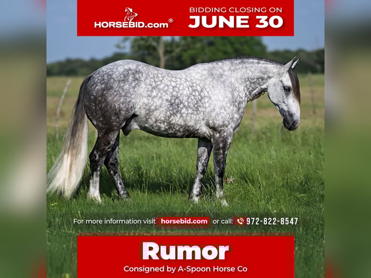 American Quarter Horse Mix Wałach 6 lat 155 cm Siwa in Terrell, TX
