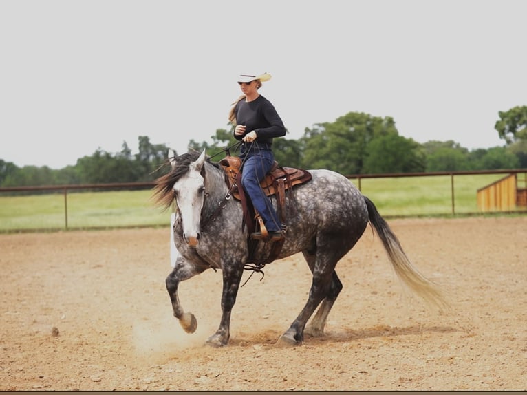 American Quarter Horse Mix Wałach 6 lat 155 cm Siwa in Terrell, TX