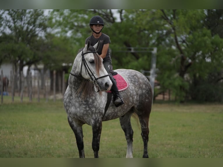 American Quarter Horse Mix Wałach 6 lat 155 cm Siwa in Terrell, TX
