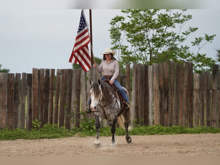 American Quarter Horse Mix Wałach 6 lat 155 cm Siwa in Terrell, TX