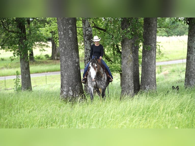 American Quarter Horse Mix Wałach 6 lat 155 cm Siwa in Terrell, TX