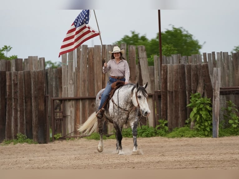 American Quarter Horse Mix Wałach 6 lat 155 cm Siwa in Terrell, TX