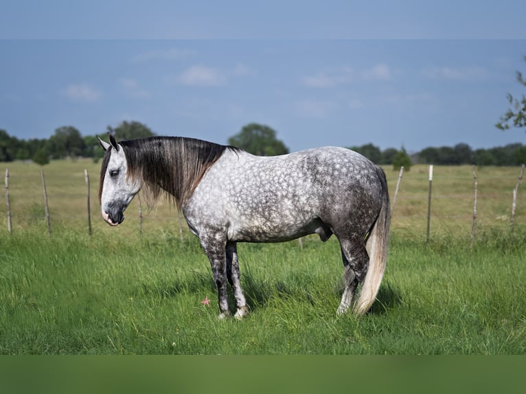 American Quarter Horse Mix Wałach 6 lat 155 cm Siwa in Terrell, TX